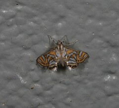 Anydraula pericompsa