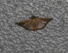 Banisia
