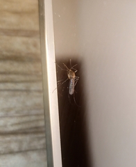 Culex quinquefasciatus