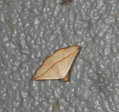 Eublemma perversicolor