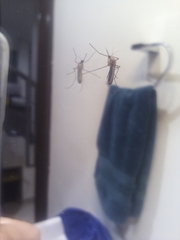 Culex quinquefasciatus