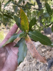 Quercus devia