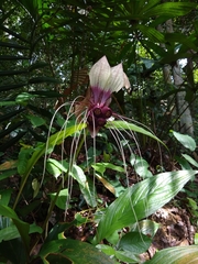 Tacca cristata