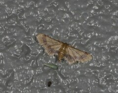 Idaea trypheropa