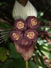 Tacca cristata