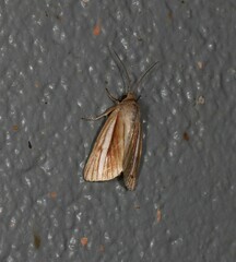 Heliocheilus cramboides