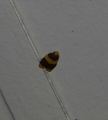 Heterallactis phlogozona