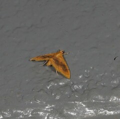 Hyalobathra aequalis