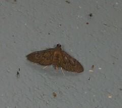 Hymenoptychis sordida