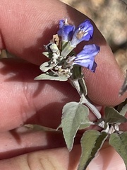 Salvia similis