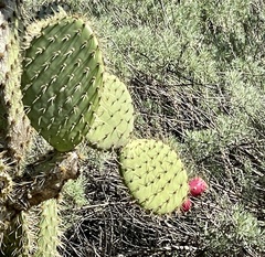 Opuntia oricola