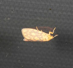 Miltochrista quadrilineata