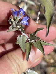 Salvia similis