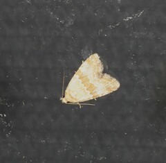 Maliattha amorpha