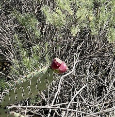 Opuntia oricola