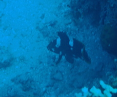 Epinephelus maculatus