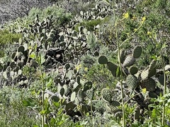 Opuntia oricola