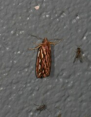 Meyrickella torquesauria