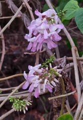 Gliricidia sepium