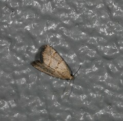 Narangodes