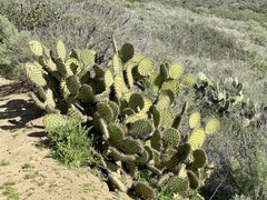 Opuntia oricola