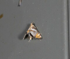Nymphicula queenslandica