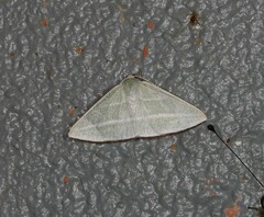 Oenochroma infantilis