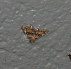 Parapoynx tenebralis