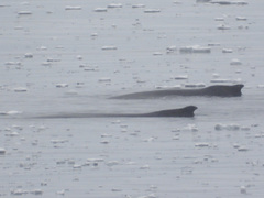 Megaptera novaeangliae australis