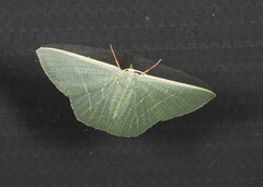 Thalassodes dorsilinea