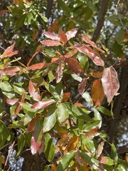 Quercus devia