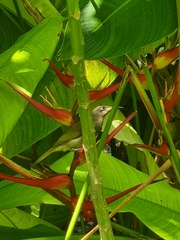 Lichmera
