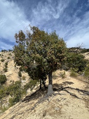 Quercus devia