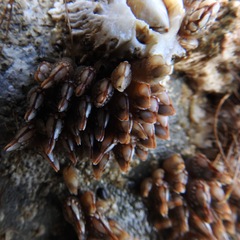 Pollicipedomorpha