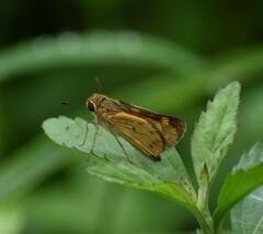 Hylephila phyleus