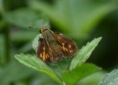 Hylephila phyleus