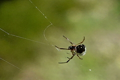 Argyrodes antipodianus