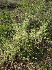 Marah macrocarpa