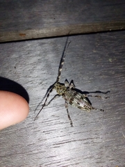 Hexatricha pulverulenta