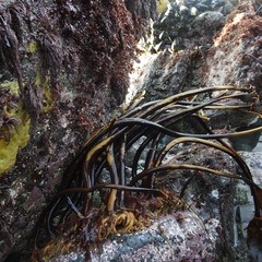 Laminaria setchellii