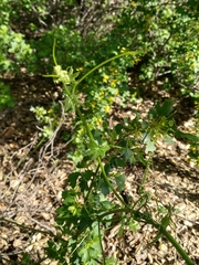 Marah macrocarpa