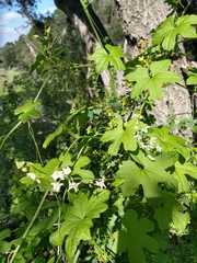 Marah macrocarpa