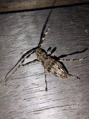 Hexatricha pulverulenta