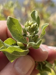 Nahuatlea arborescens