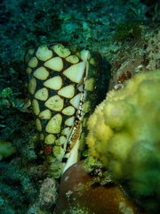Conus marmoreus
