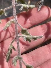 Bebbia atriplicifolia