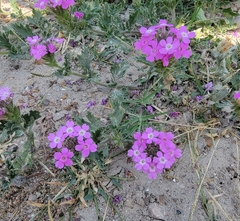 Glandularia gooddingii