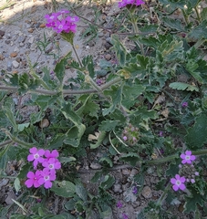 Glandularia gooddingii