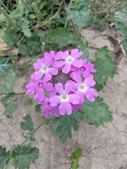 Glandularia gooddingii