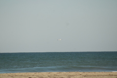 Thalasseus maximus